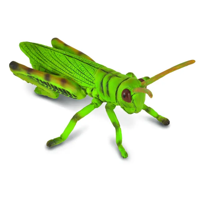 Lacusta - collecta - okecol88352m