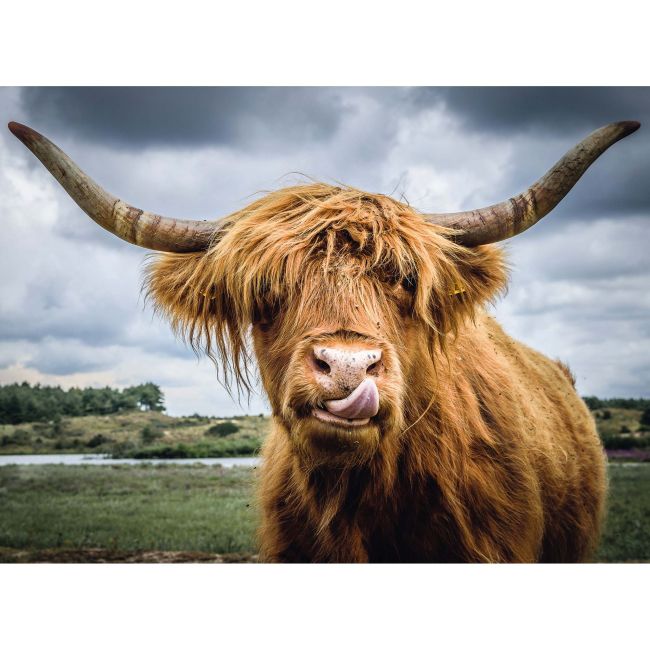 Puzzle Bovina, 300 Piese ARTRVSPA13273