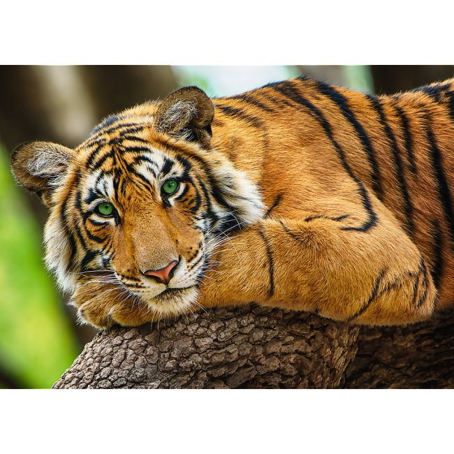 PUZZLE TREFL 500 PORTRETUL TIGRULUI VIV37397