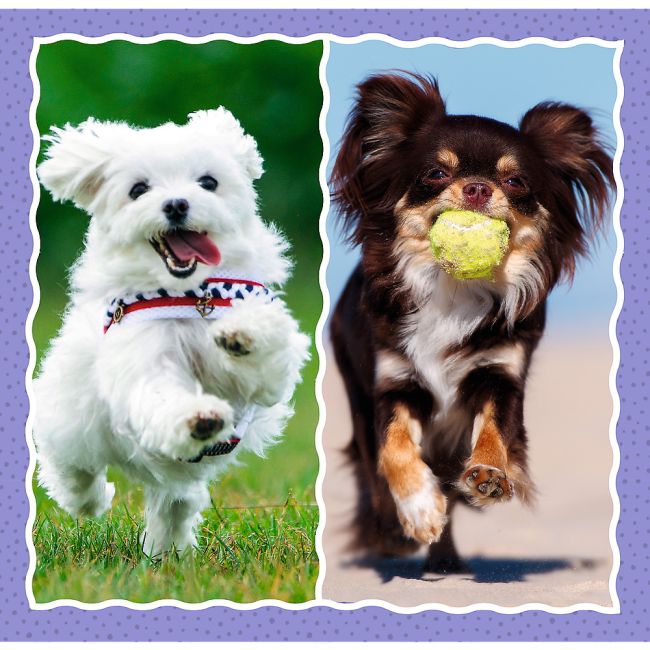 PUZZLE TREFL 3IN1 CATELUSII ADORABILI VIV34854