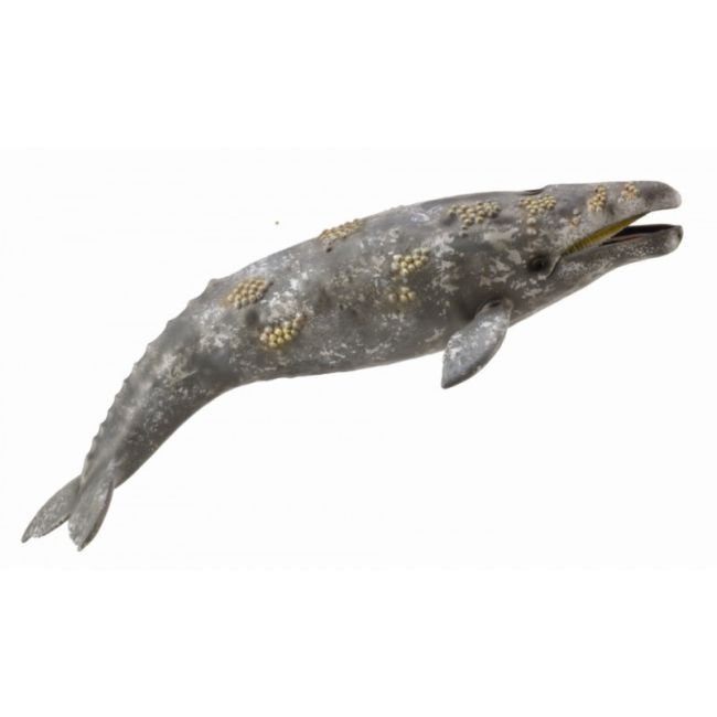 Balena gri - collecta - okecol88836xl