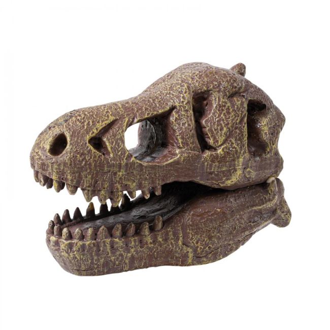 Kit de sapat - craniu t-rex de muzeu bk2130