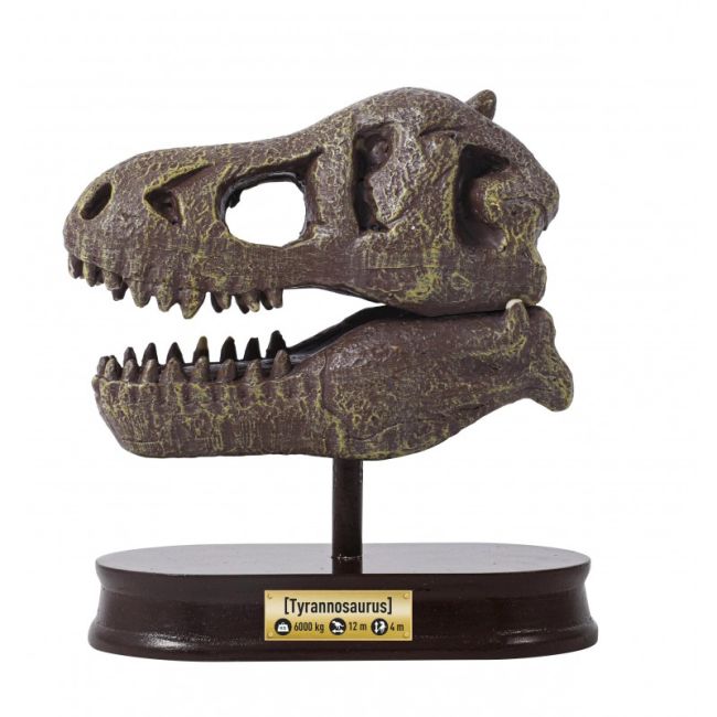 Kit de sapat - craniu t-rex de muzeu bk2130