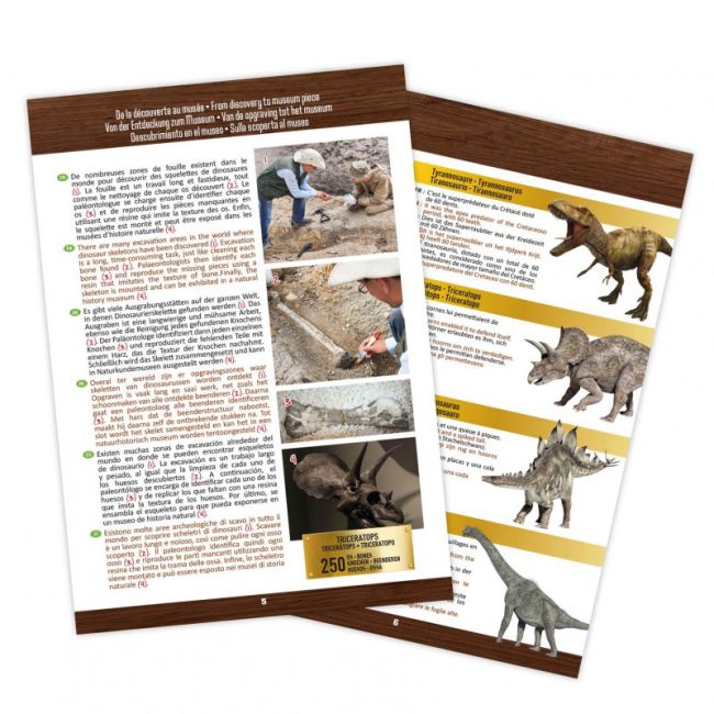 Kit de sapat - craniu triceratops de muzeu bk2131