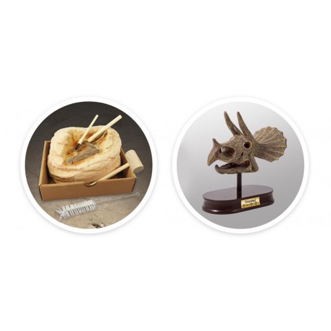 Kit de sapat - craniu triceratops de muzeu bk2131