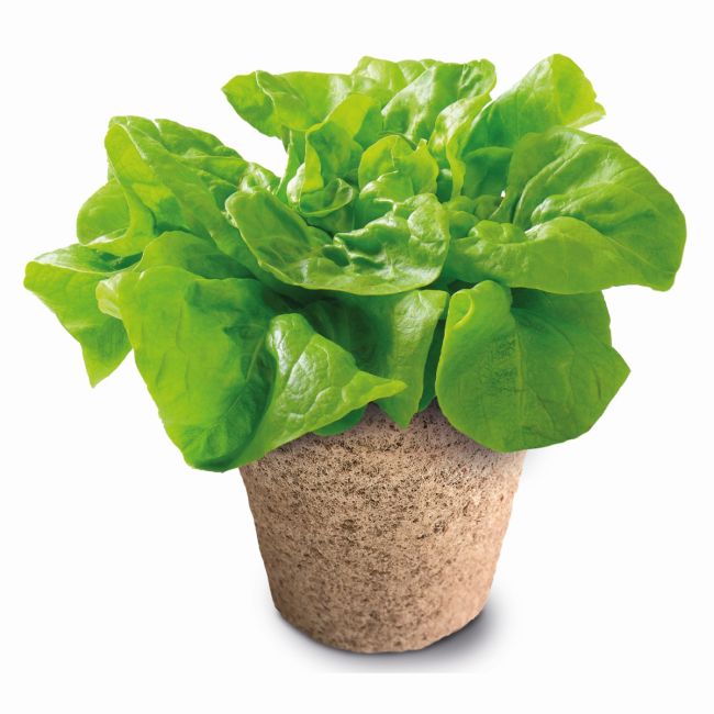 MEGA  SERA BIOLOGICA STIINTA SI JOACA VIV1026-50750