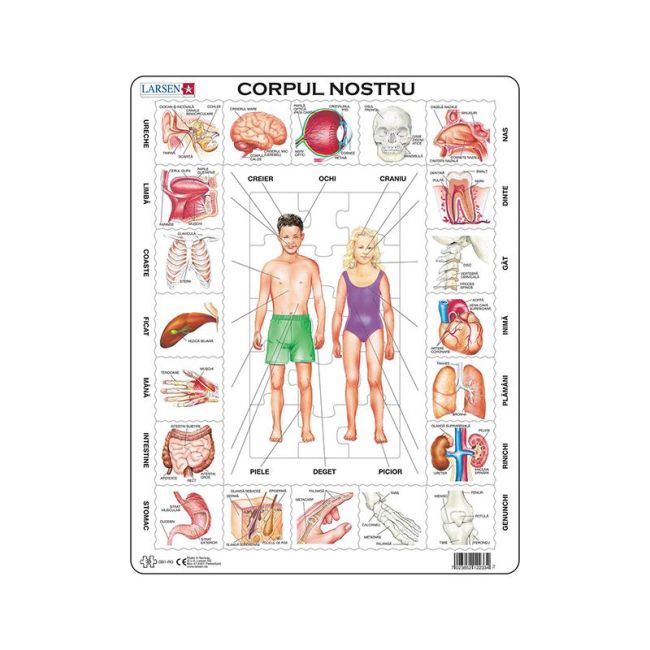 Puzzle maxi Corpul nostru, orientare tip portret, 35 de piese, Larsen, romana KDGLS-OB1-RO