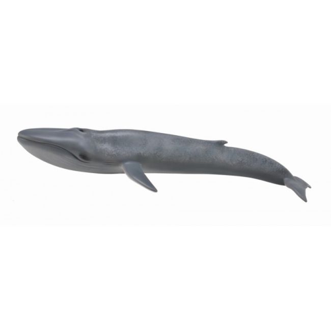 Balena albastra - collecta - okecol88834xl