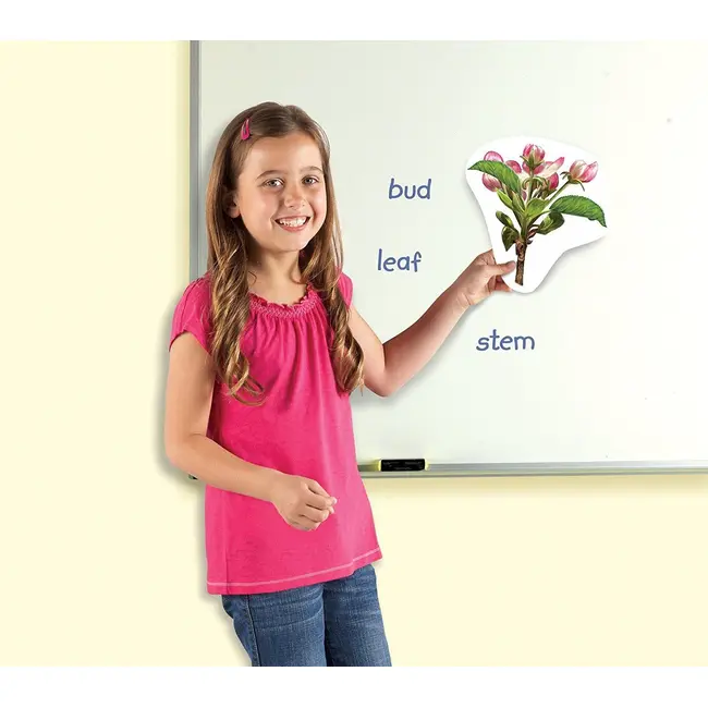 Ciclul vietii plantei - set magnetic