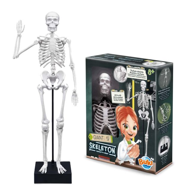 Schelet gigant 45 cm bk2180
