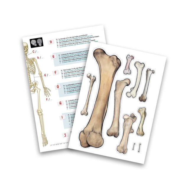 Schelet gigant 45 cm bk2180