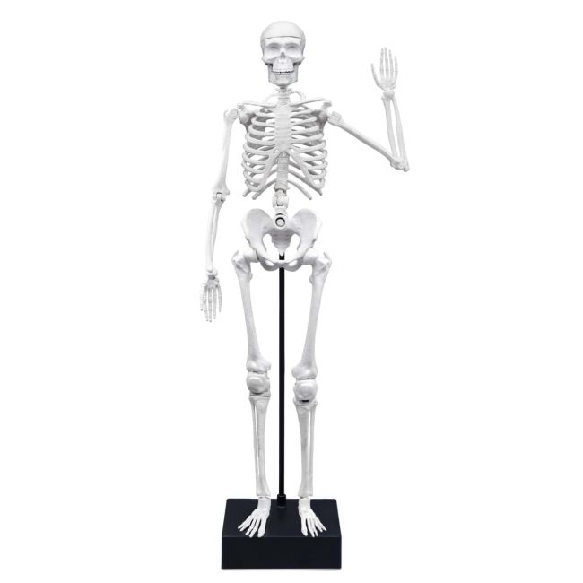 Schelet gigant 45 cm bk2180
