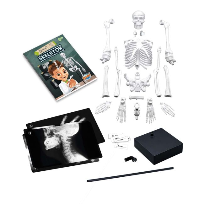 Schelet gigant 45 cm bk2180