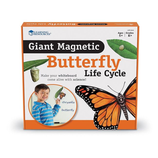Ciclul vietii fluturelui - set magnetic