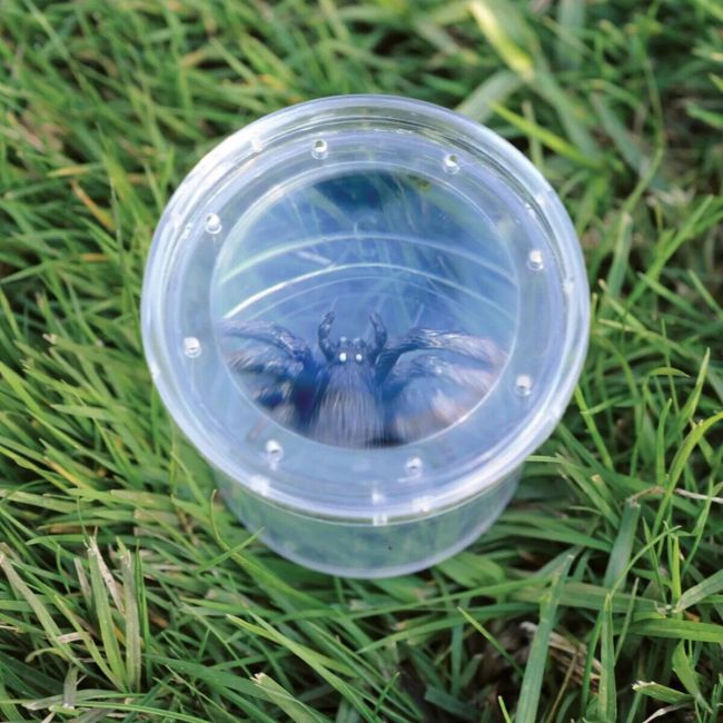 Geosafari® borcan pentru observarea insectelor