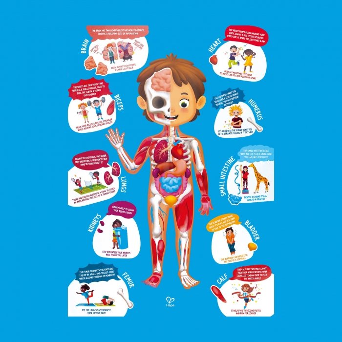 Puzzle pentru copii - Corpul Uman (61 piese)